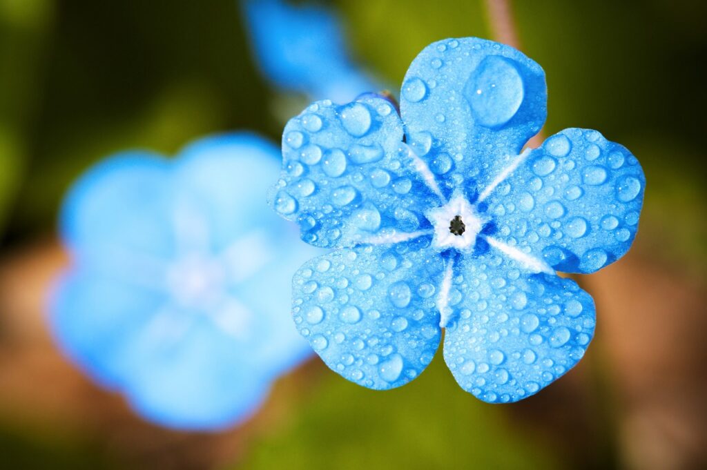 Nahaufnahme einer leuchtend blauen Blüte, deren Blütenblätter mit klaren Wassertropfen bedeckt sind.
