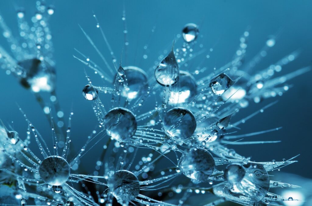 Makroaufnahme von klaren Wassertropfen, die sich auf den filigranen Samen einer Pusteblume sammeln und Reinheit symbolisieren.