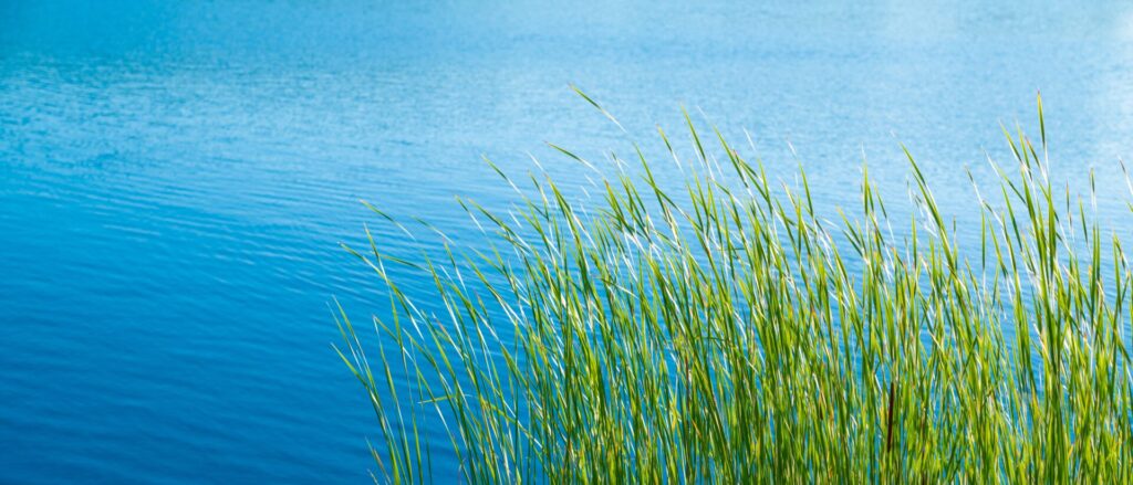 Kräftig grüne Grashalme wiegen sich am Ufer vor einem weiten, ruhigen blauen Gewässer und symbolisieren Natur und Reinheit.