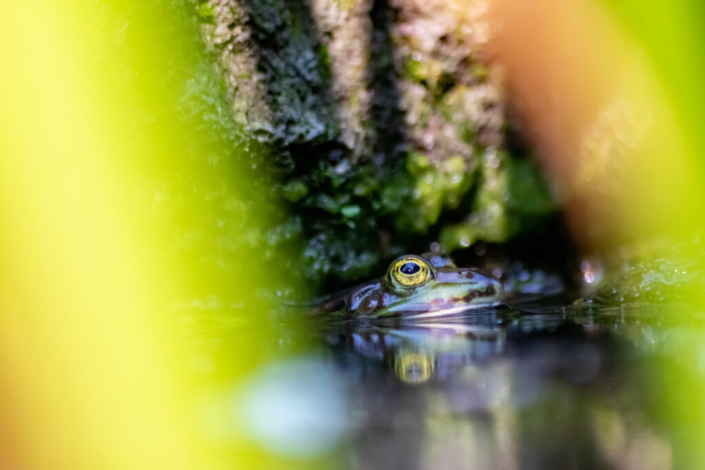 Nahaufnahme eines grünen Frosches, dessen Kopf aus dem klaren Wasser eines Teiches ragt, umgeben von unscharfem grünen Laub.